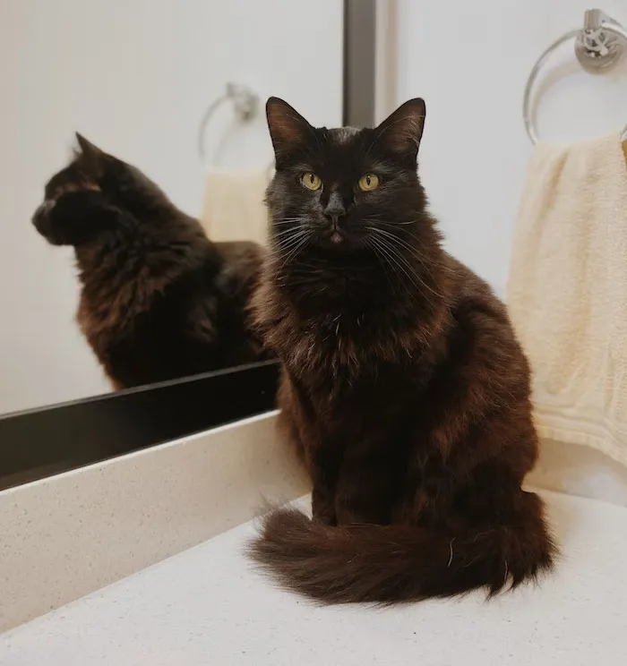 20 reglas absurdas, ingeniosas y sencillamente divertidas que establecen los gatos de la gente