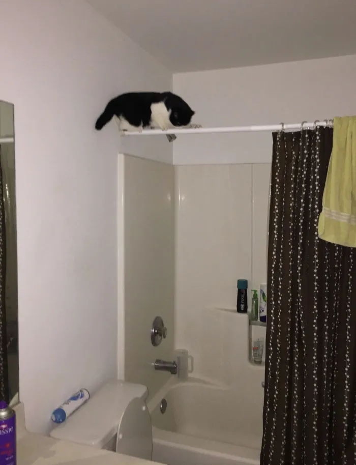20 reglas absurdas, ingeniosas y sencillamente divertidas que establecen los gatos de la gente