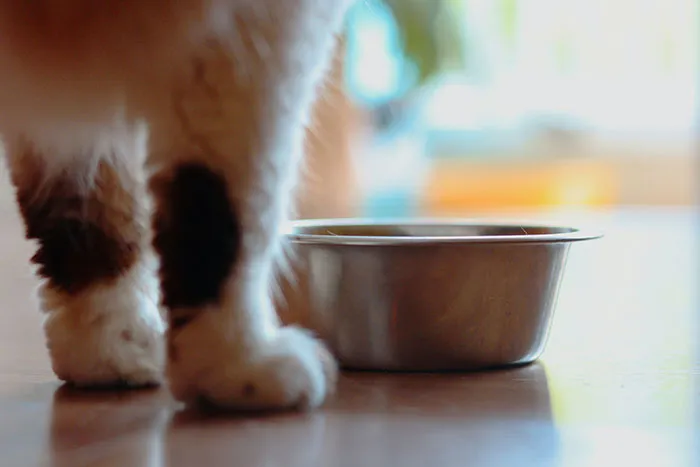 Someone Online Wondered “What Rules Has Your Cat Set In Your Household?” And 46 Folks Delivered