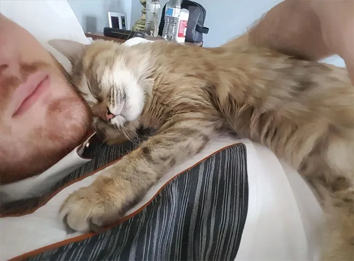 Cat-House-Rules