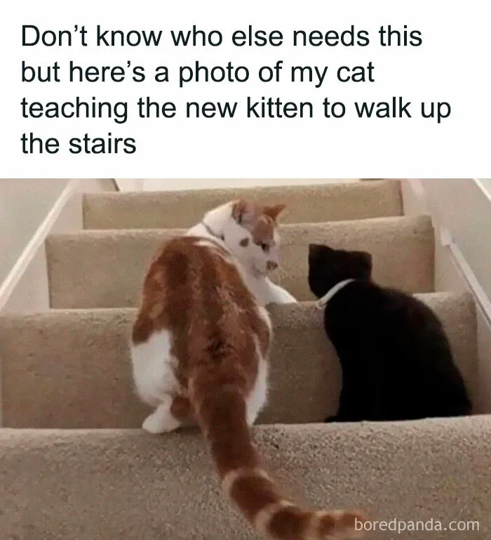 Stairway to Cat Success