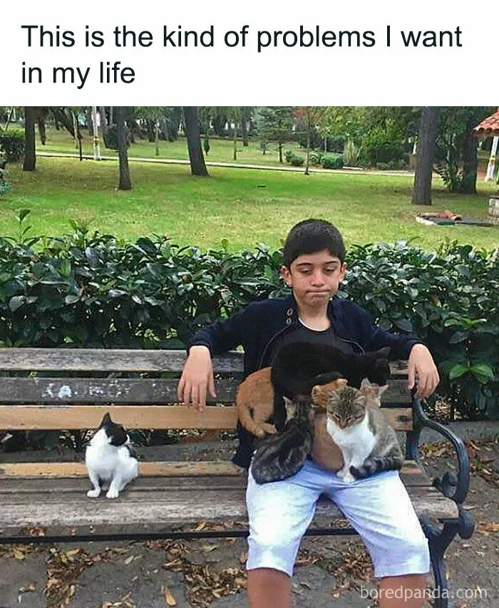 Cat-astrophic Comforts