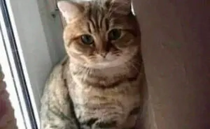 105 Relatable Cat Memes You'll Probably Wish You Could Tag Your Cat In