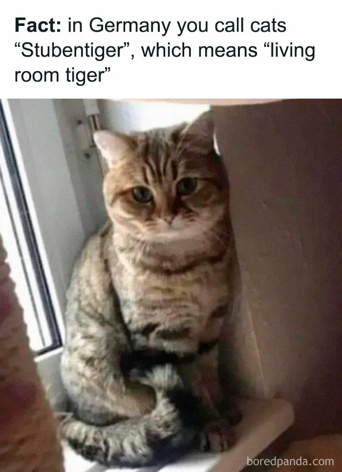 Living Room Beast