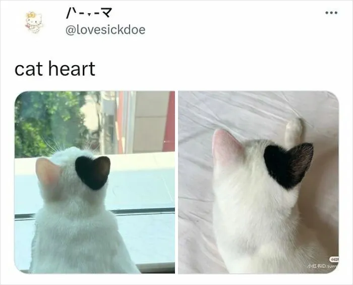 Perfectly Puzzled Patch