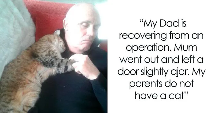 105 Relatable Cat Memes You'll Probably Wish You Could Tag Your Cat In