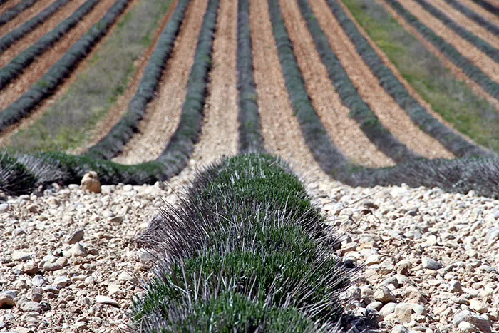 Lavender fields after harvest