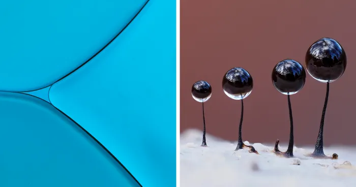 31 Of The Most Stunning Pics That Nailed The Close-Up Photographer Of The Year 2022's "Minimal" Challenge