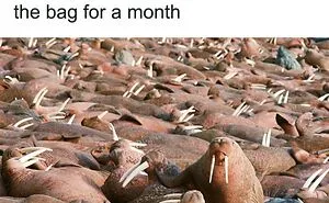 50 Funny Instagram Memes That Might Make You Chuckle