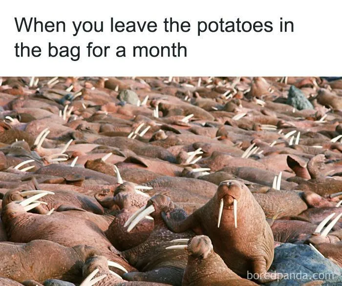50 Funny Instagram Memes That Might Make You Chuckle