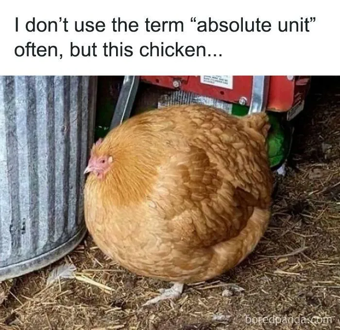 50 Funny Instagram Memes That Might Make You Chuckle