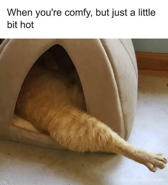 50 Hilarious Memes That Combine The Internet's Two Most Favorite Things - Animals And Humor