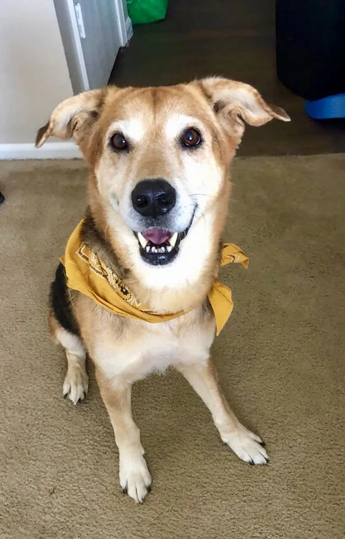 Adopting A Senior Dog Was The Best Choice I’ve Ever Made