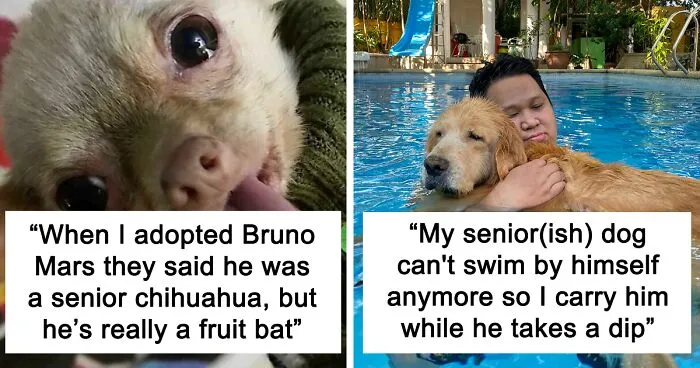 50 Delightful Pictures Of Elderly Dogs Enjoying Life