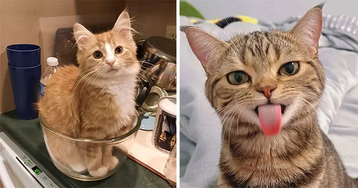 50 Times Cats Were So Adorable, People Just Had To Share Pics Online