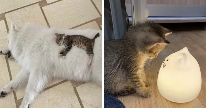 50 Times Cats Were So Adorable, People Just Had To Share Pics Online
