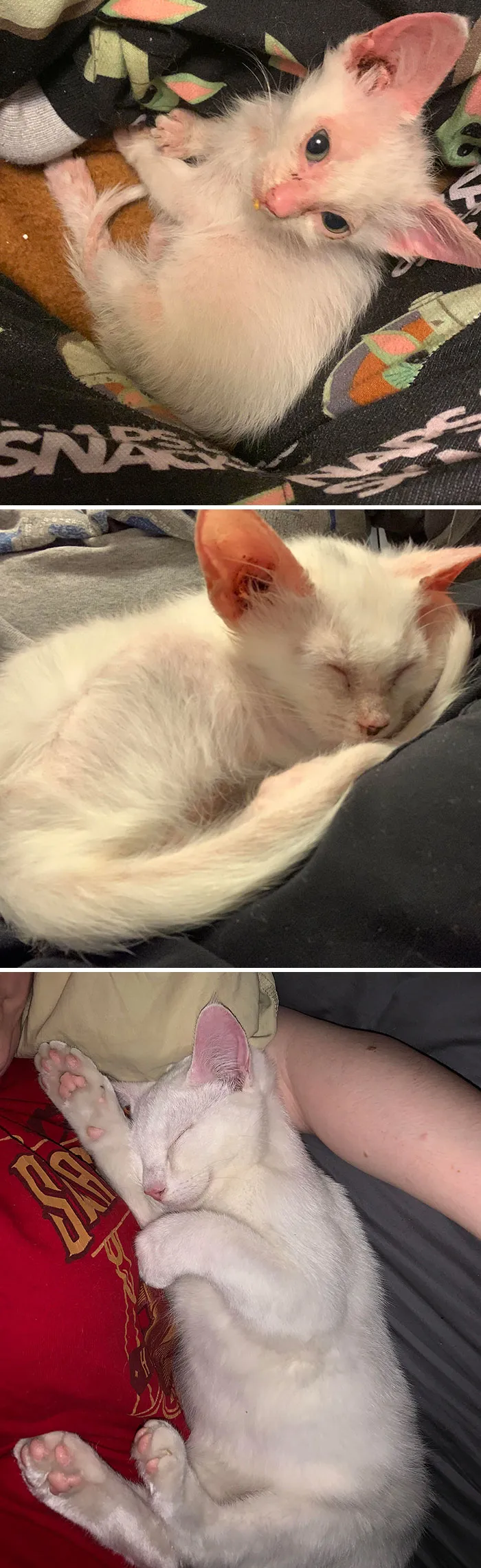 Nearly A Year Since I Found Him Close To Death, Pictures Are Of His Progression