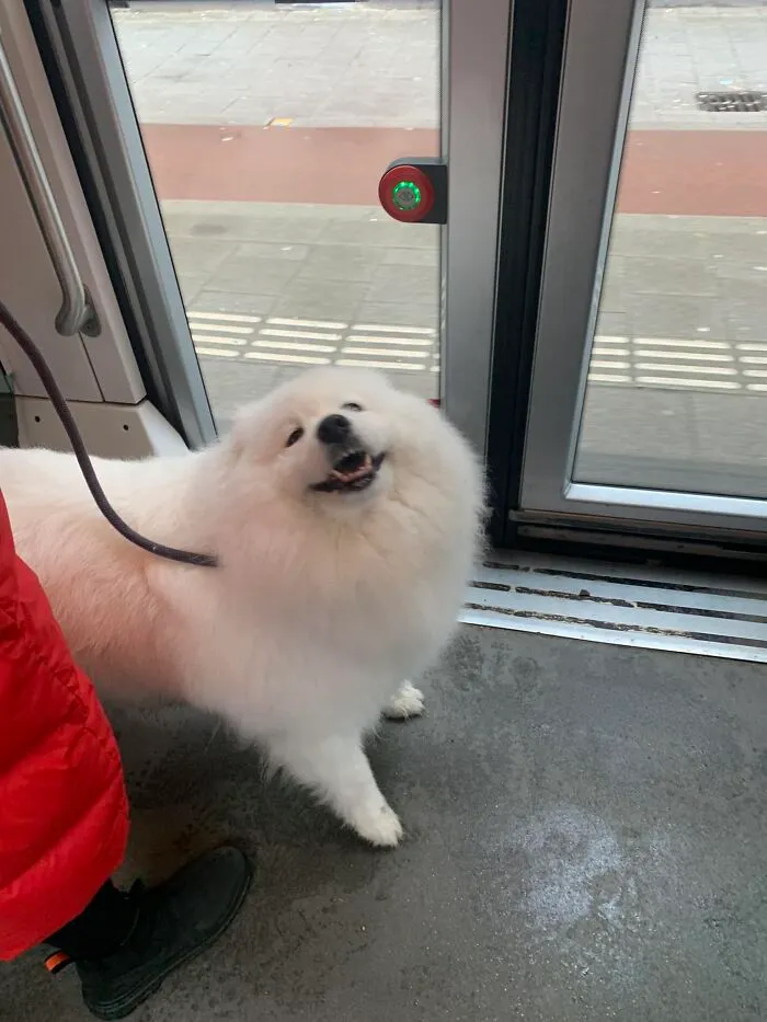 Spotted: One Very Happy Cloud On The Tram😄☁️