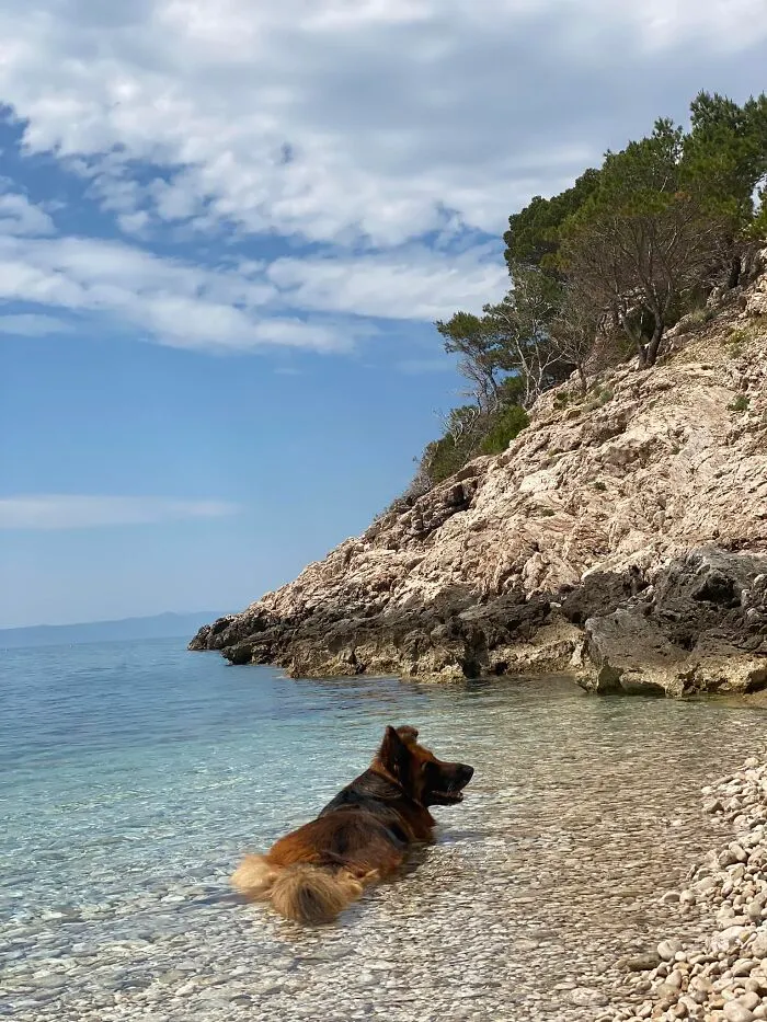 Laying In A Gorgeous Secluded Beach In Croatia, And This Guy Suddenly Comes & Cools Himself Down In The Sea Water 🏖️  Probably The Best Dog Spotting I’ll Ever Get 😍
