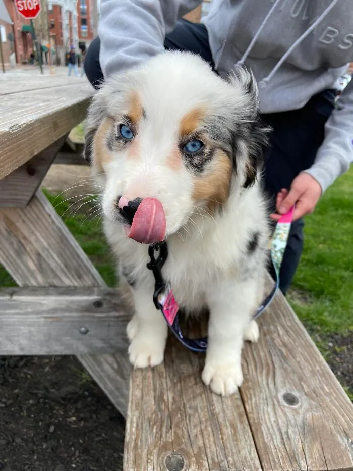 Met 10 Week Old Baby Maple Today In Portland, Me