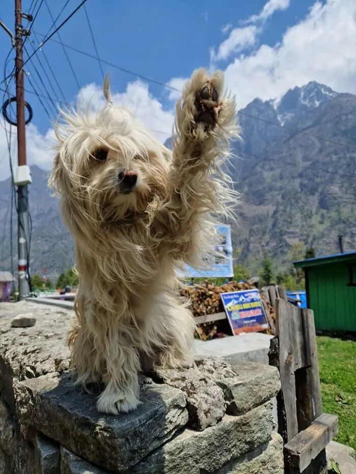 Himalayan Good Girl Wants A High Five 