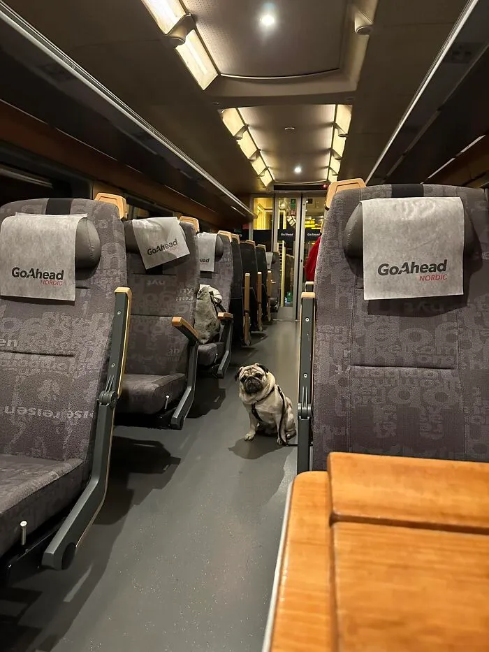 On The Train From Oslo To Stavanger Norway. He Knows I Have Snacks