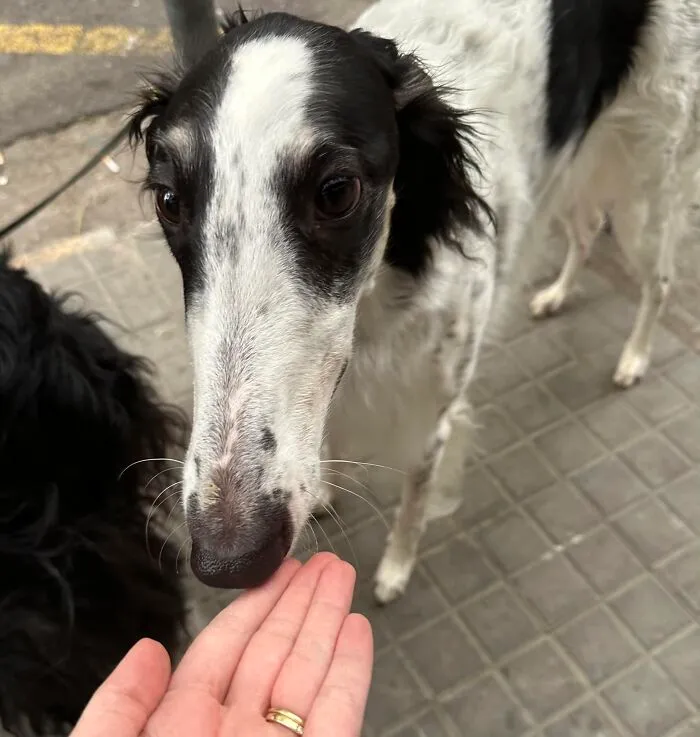 Loooooong Snoot
