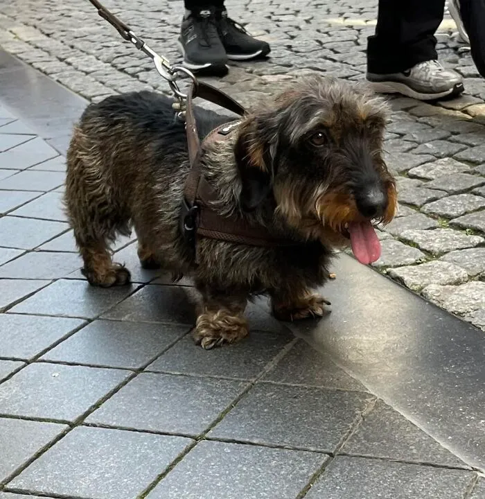 A Dashing Dutch Doggie Enjoying The Finally Nice Weather (Look At Those Fuzzy Toes)