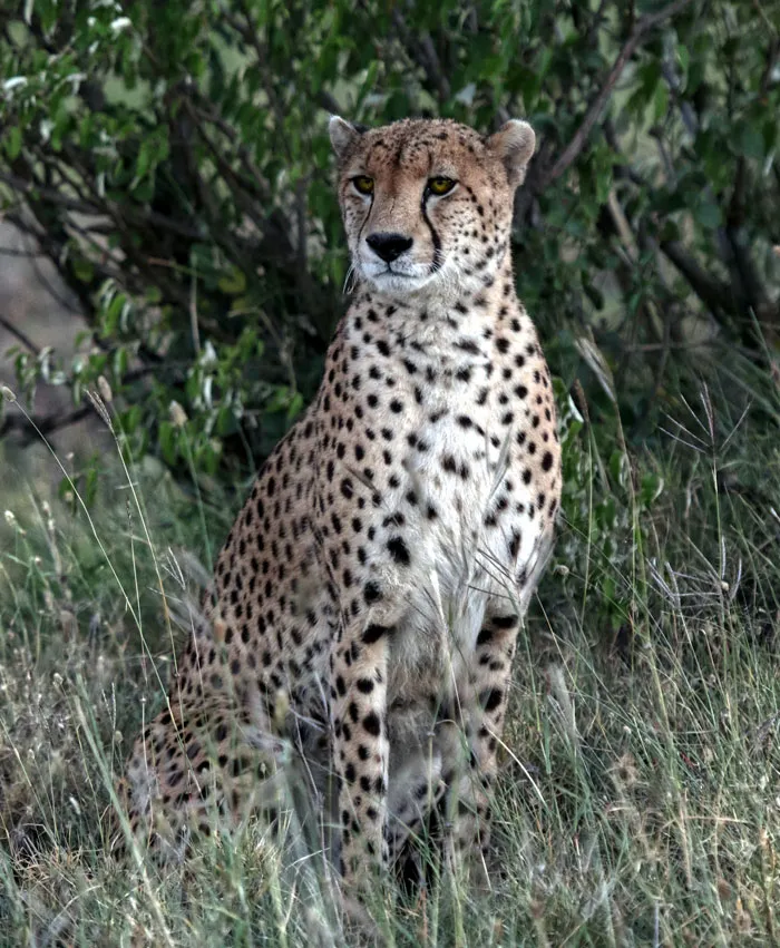 Fastest Land Animal – Cheetah
