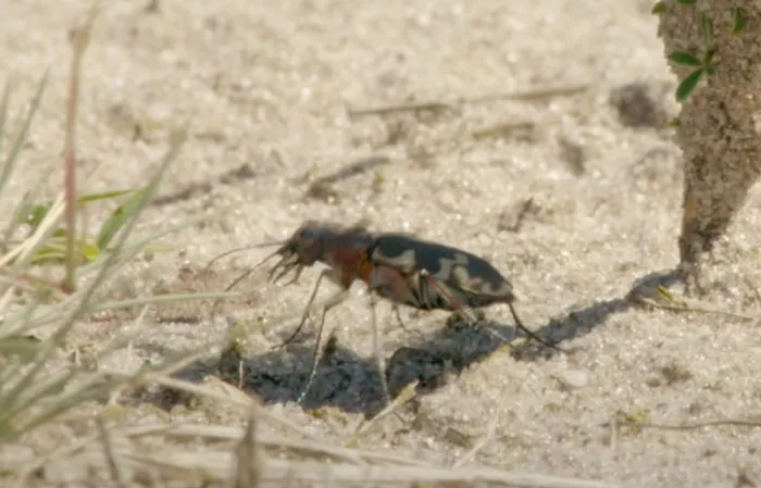 Australian Tiger Beetle on the sand