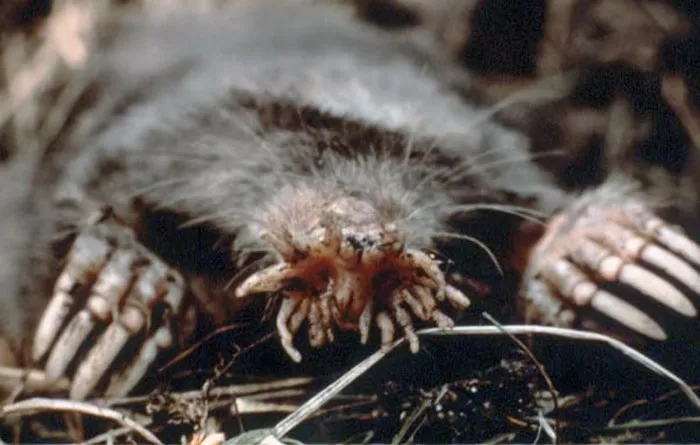 Fastest Eater – Star Nosed Mole