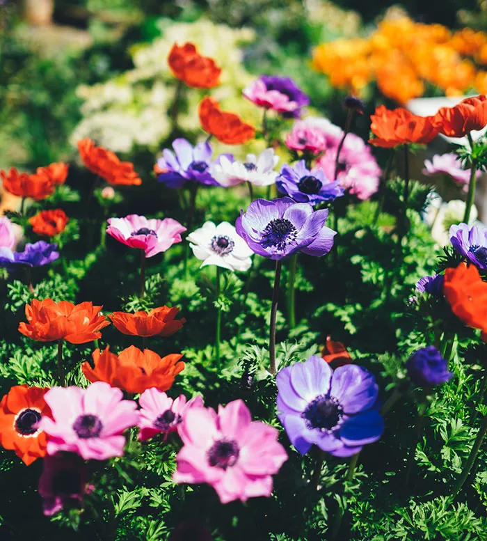 Plant A Garden