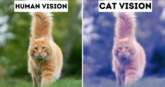 How Does Animal See The World - The World Through The Eyes Of Animals