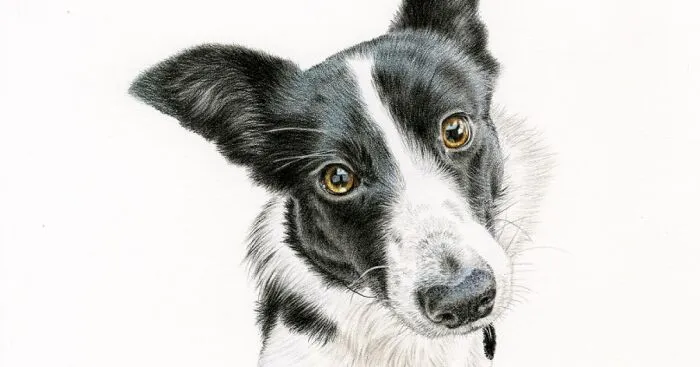 I Specialize In Pet Art, And Here Are 5 Of My Drawings Of Dogs