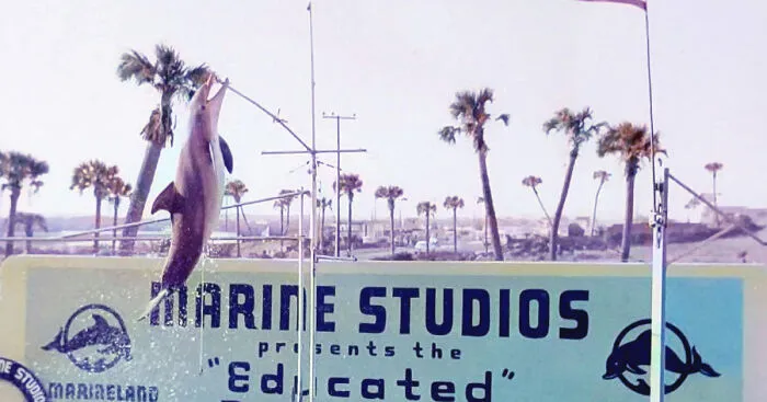 I Gathered Photos Showcasing Historic Marine Studios, Marineland Of Florida