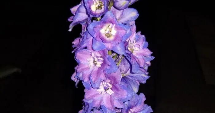 Hey Pandas, Show Us A Photo Of A Flower In Your Garden (Closed)