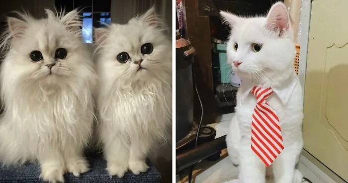 77 Cute White Cats That Are Basically Joy Itself