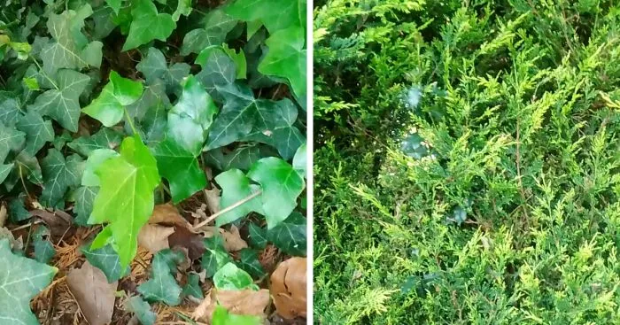 This Is Why Overgrown Weeds Can Be A Good Thing If You're A Photographer