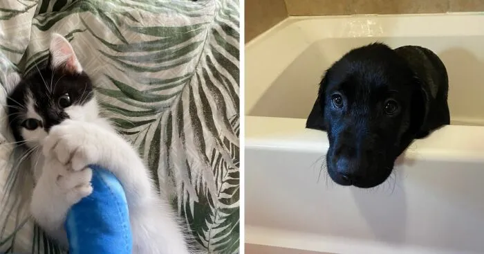Hey Pandas, Show Us Your Animals When They Were Babies (Closed)