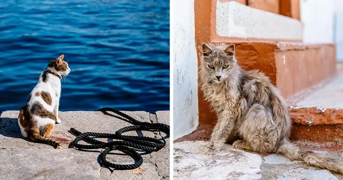 40 Cats Living In One Of The Most Beautiful Greek Islands That I Photographed