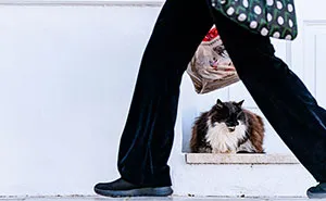 40 Cats Living In One Of The Most Beautiful Greek Islands That I Photographed