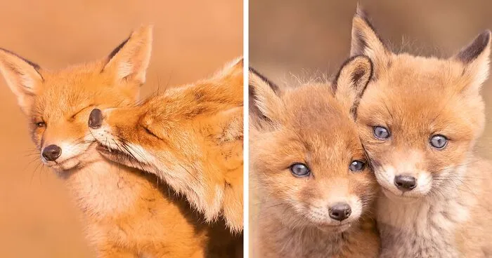 To Celebrate Mother’s Day, I Captured 21 Photographs Of Foxes With Their Little Cubs (New Pics)