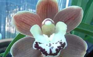 Hey Pandas, Show Us A Photo Of A Flower In Your Garden (Closed)