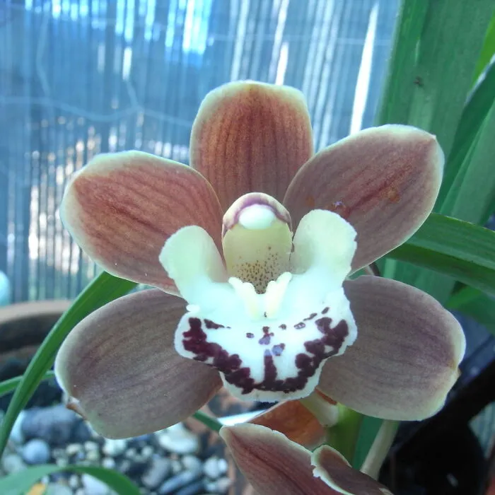 Orchid