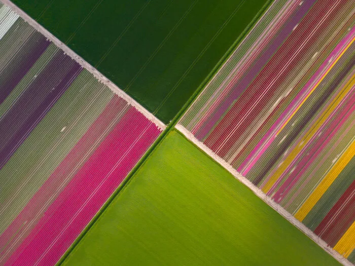 Spectacular Photos From This Year's Tulip Season In The Netherlands