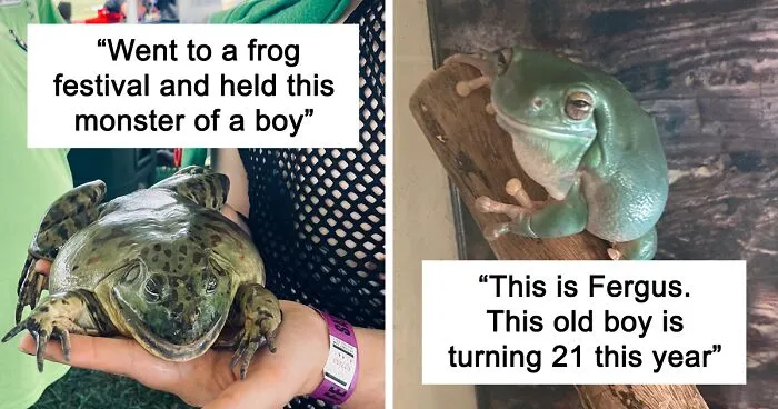 30 Times People Had A Funny Or Wholesome Encounter With A Frog In Real Life And Just Had To Share The Pic In This FB Group