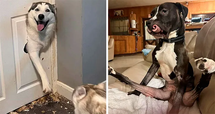 “What’s Wrong With Your Dog?”: 45 Funny Pics Of Dogs Being Goofy And Weird (New Pics)