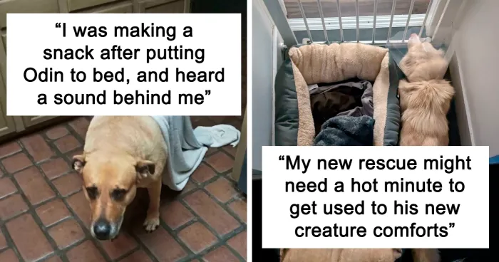 “What’s Wrong With Your Dog?”: 45 Funny Pics Of Dogs Being Goofy And Weird (New Pics)