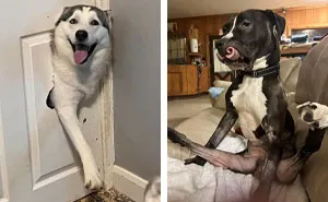 35 Divertidas fotos de perros "malfuncionando"
