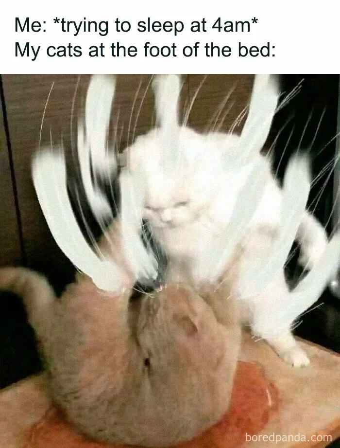 Funny-Animal-Meme-Posting